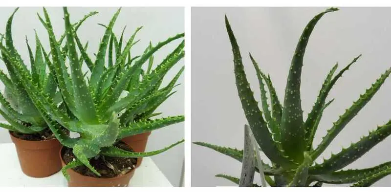 Алоэ Древовидный