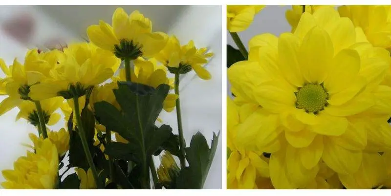 Бакарди Солнечный 