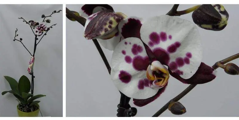 Фаленопсис Вайт Пёрпл 1 ст. Д15