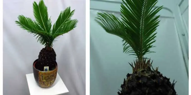 Цикас Революта Д20 Н65