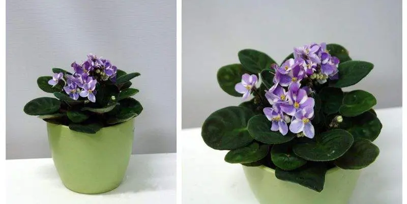 Фиалка Химера  Вайлет Д12