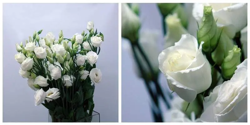 Ду Крома Вайт (75)