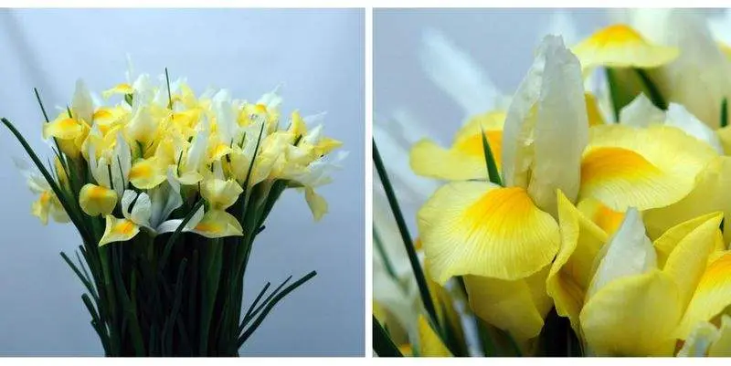 Ирис Жёлтый