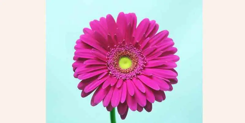 Гербер Пре-Крэш