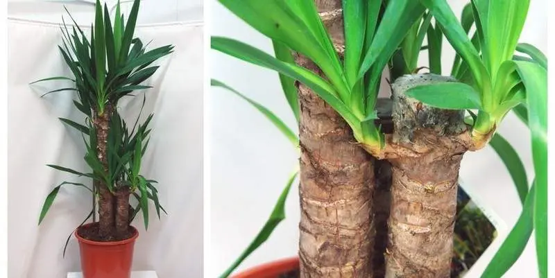 Юкка 3 ст. Д21 Н95