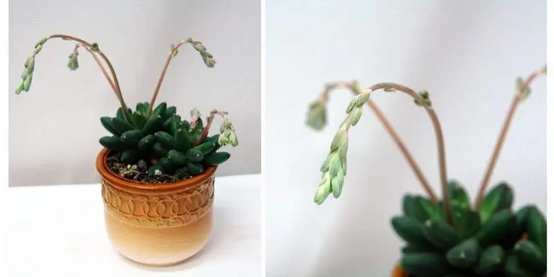 Эхеверия Шнедэкер Д5 Н10