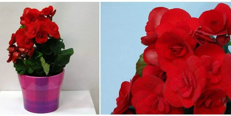 Бегония Элатиор Премиум Д12