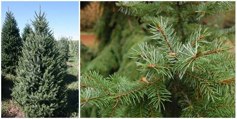 Ель Норвежская Н150-200